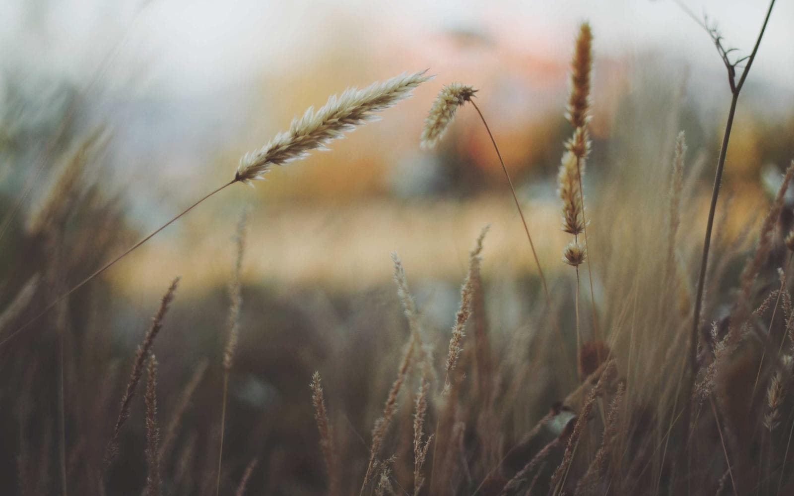Bridger Canyon Timber Cabin