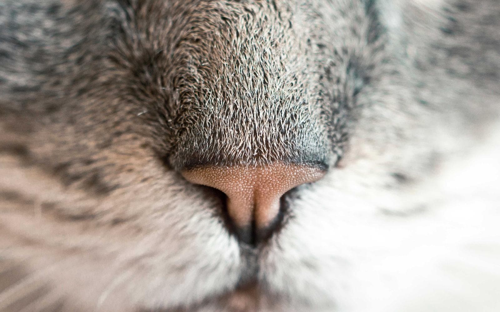 Huffine Foothills View Home 1