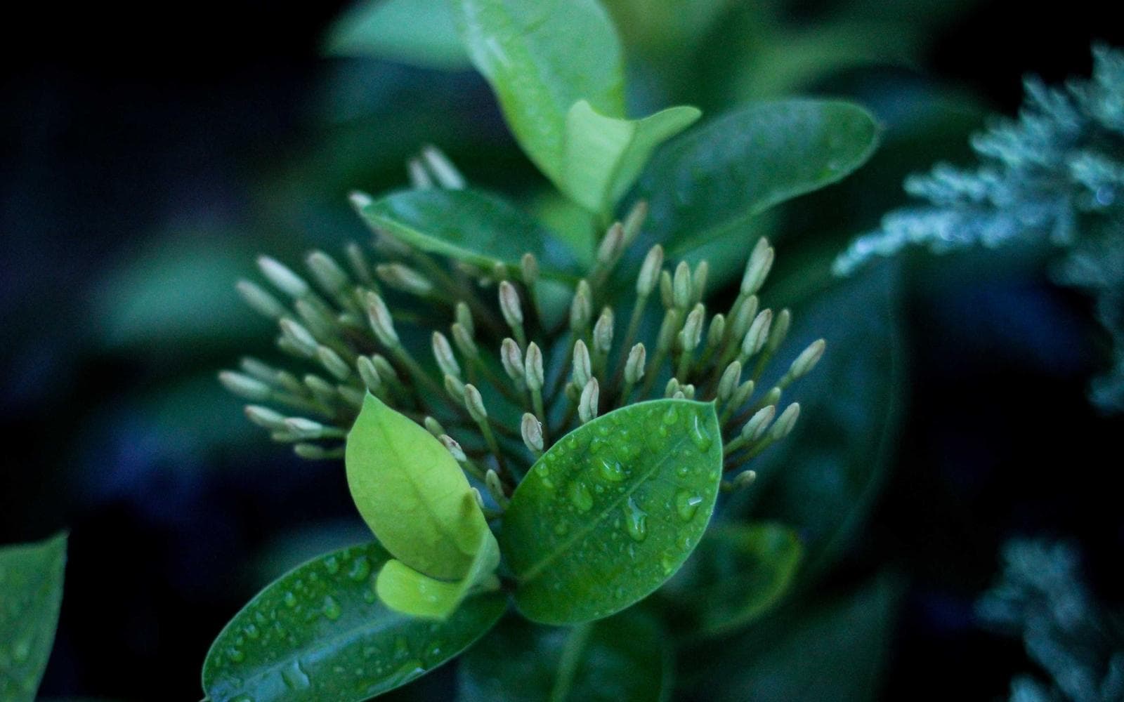 Linden Street Courtyard Home 1