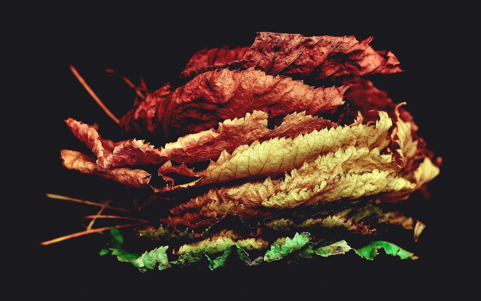 Linden Street Courtyard Home 3